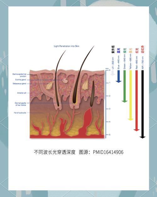 活体成像系统光源波长选择的核心逻辑与穿透深度优化方案