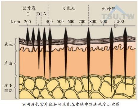 活体成像系统光源波长选择的核心逻辑与穿透深度优化方案
