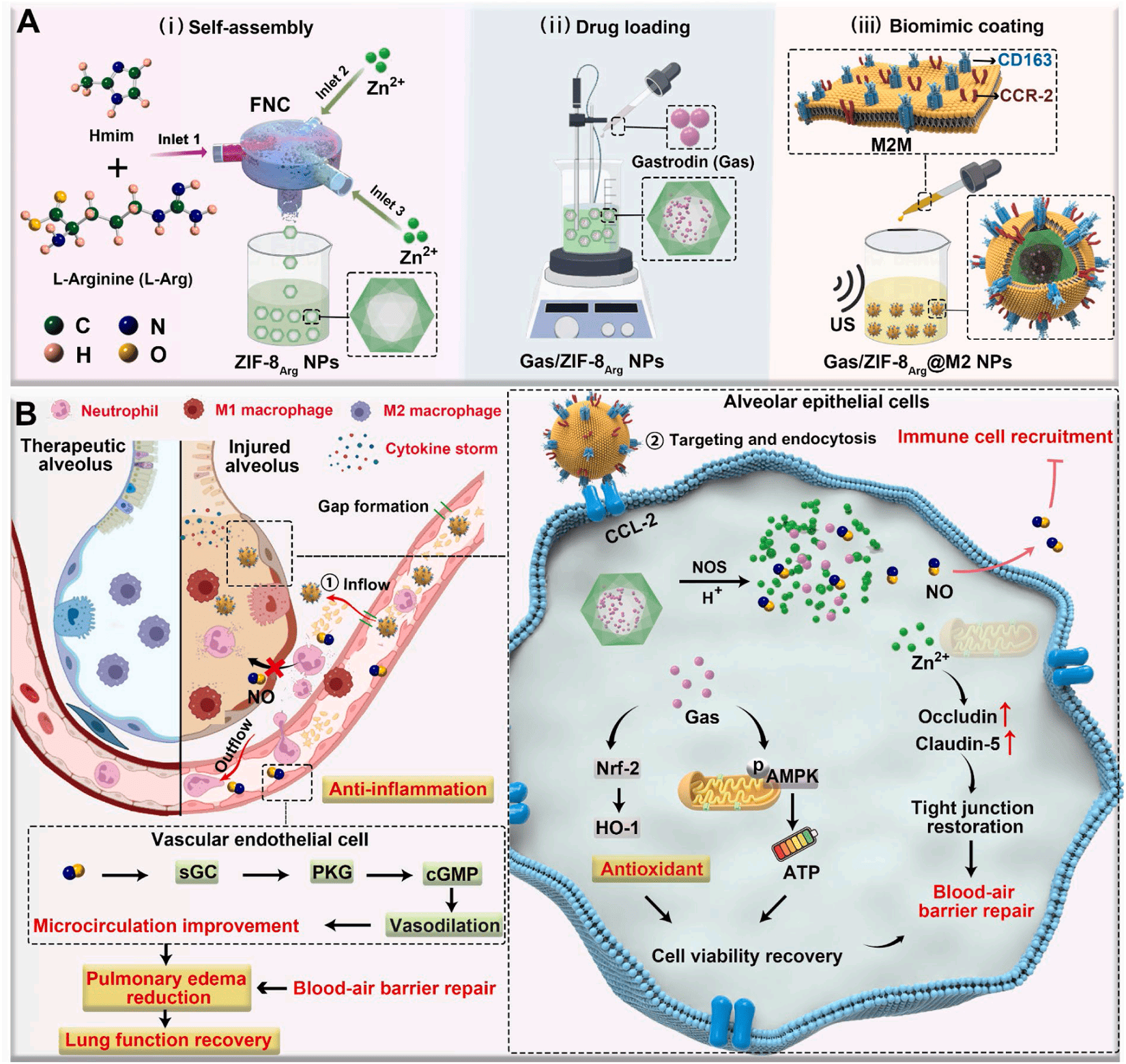 仿生纳米药物治疗急性肺损伤的机理示意图,展示了从设计到靶向修复血气屏障的全过程