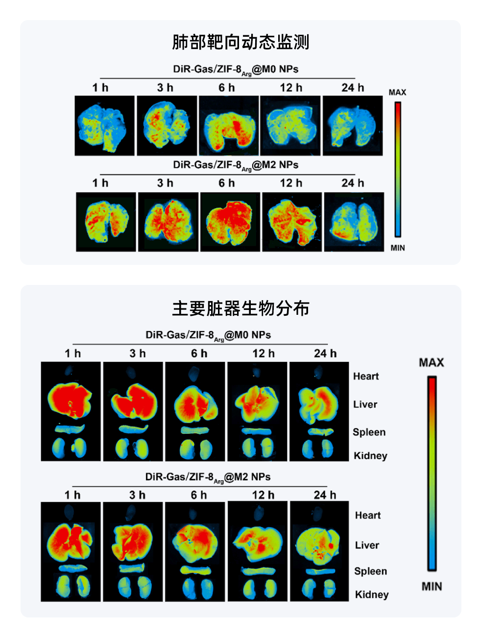 使用小动物活体成像系统获得的纳米药物在小鼠体内及离体器官的荧光分布图