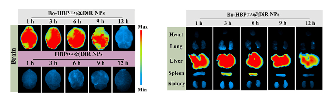 使用LumiFluor成像系统获取的小鼠脑部及主要器官的荧光成像图