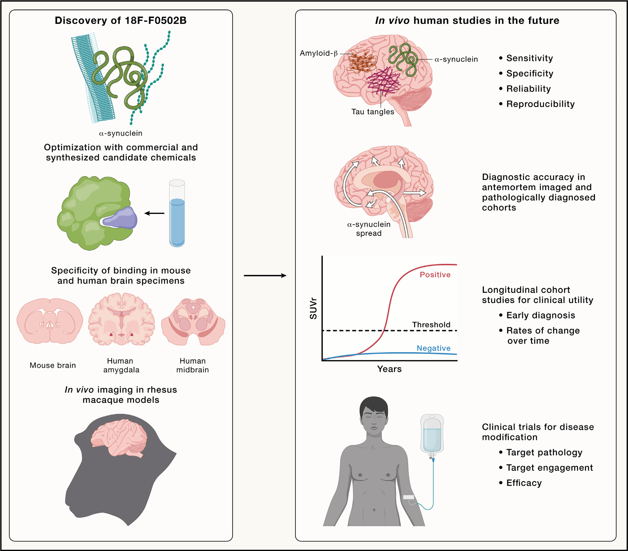 从实验室到临床的α-突触核蛋白放射性配体开发流程图