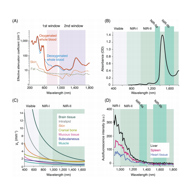 生物组织光学窗口示意图，展示近红外二区具有最低的光衰减