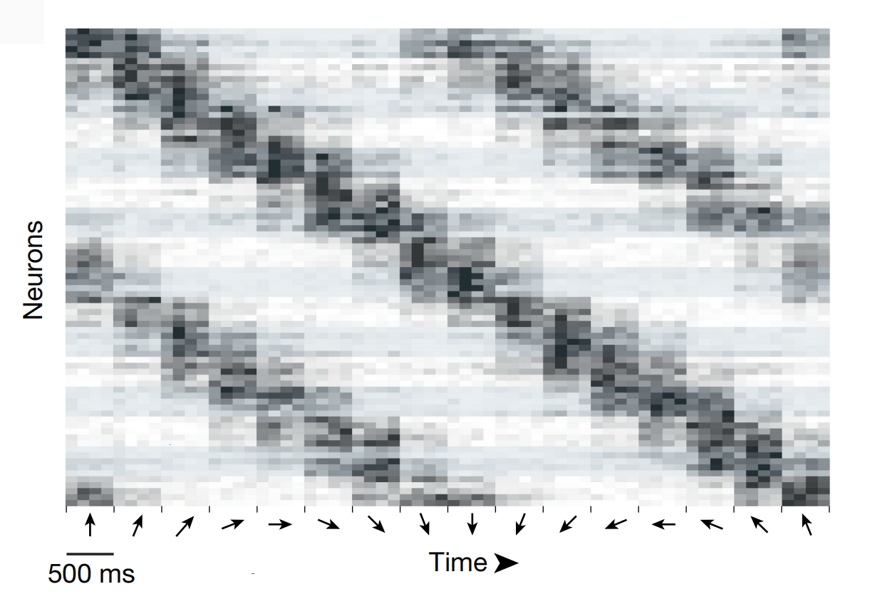 小鼠视觉皮层神经元对视觉刺激的响应活动图