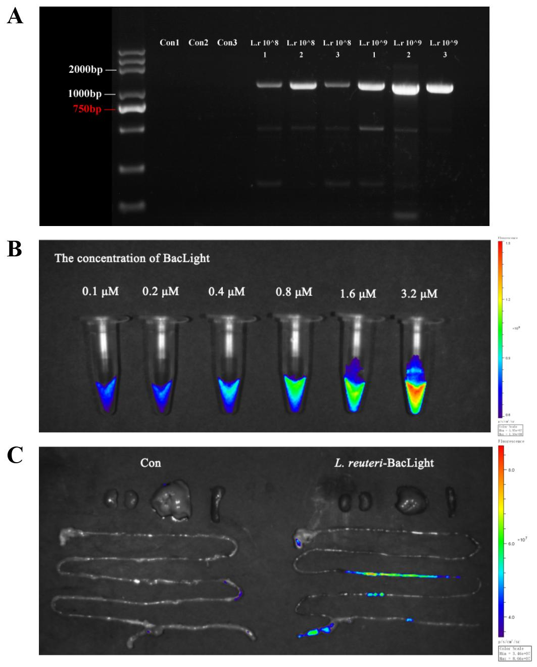 科辰星飞成像系统捕获的小鼠肠道内细菌定植的活体荧光成像图