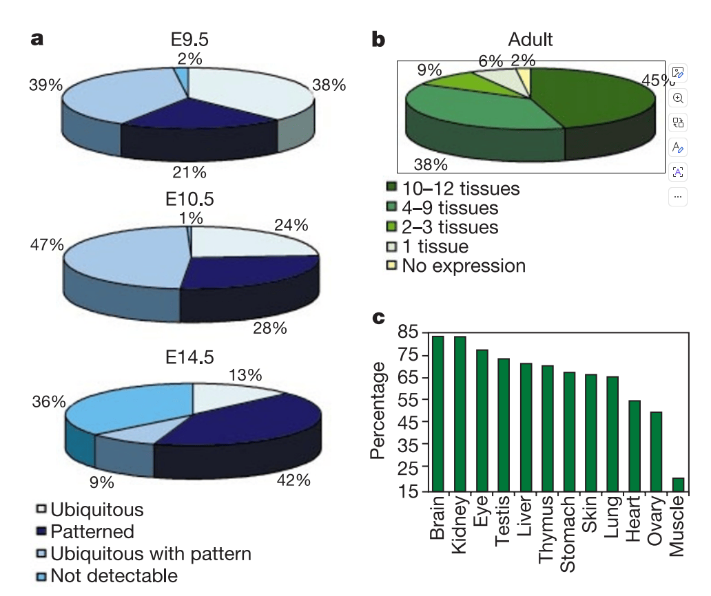 人类21号染色体基因在小鼠胚胎发育不同时期的表达模式分布图