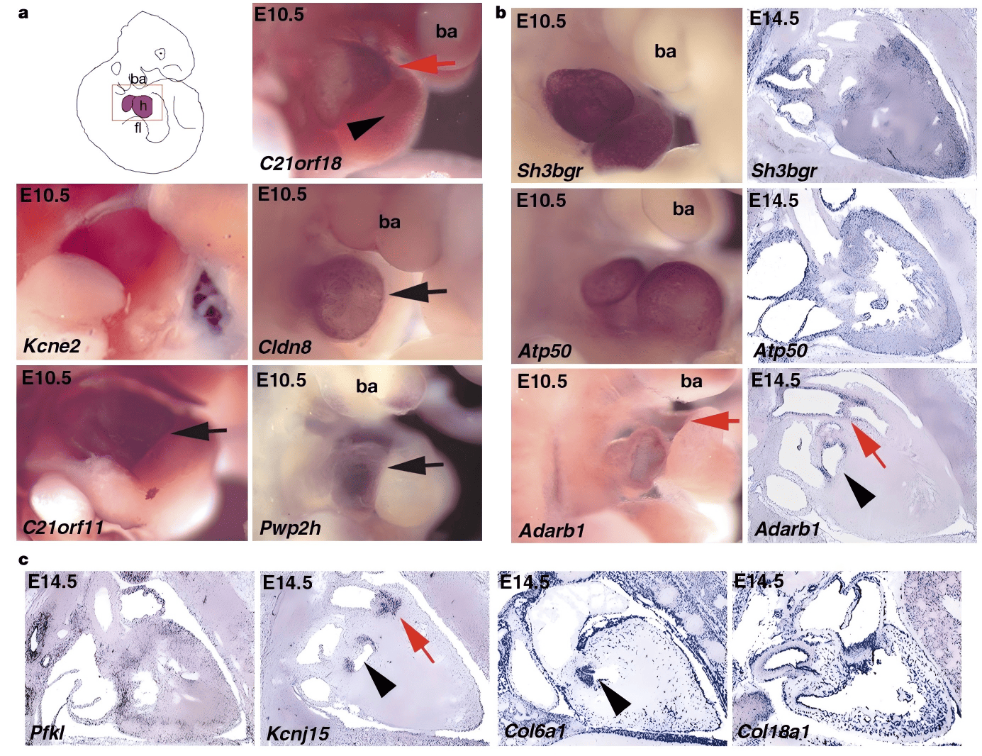 多个基因在小鼠胚胎心脏发育过程中的原位杂交染色结果