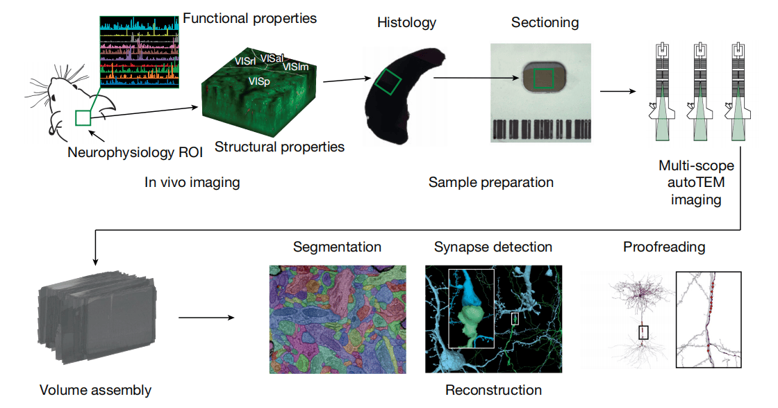 展示从在体功能成像到离体结构重构的整体实验流程图