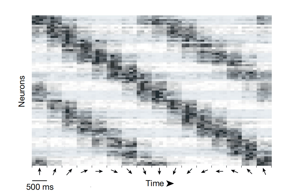 小鼠视觉皮层神经元对视觉刺激的功能性响应图