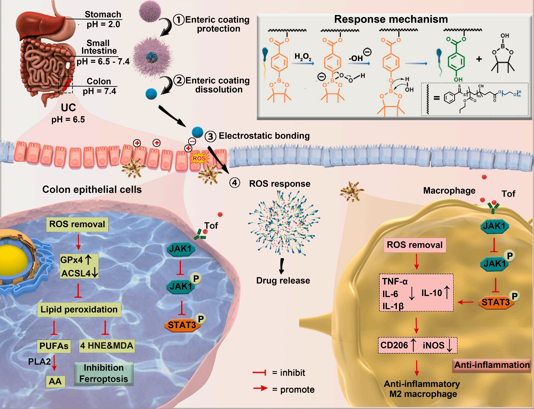 纳米药物在小鼠消化道中的靶向递送与治疗机制示意图