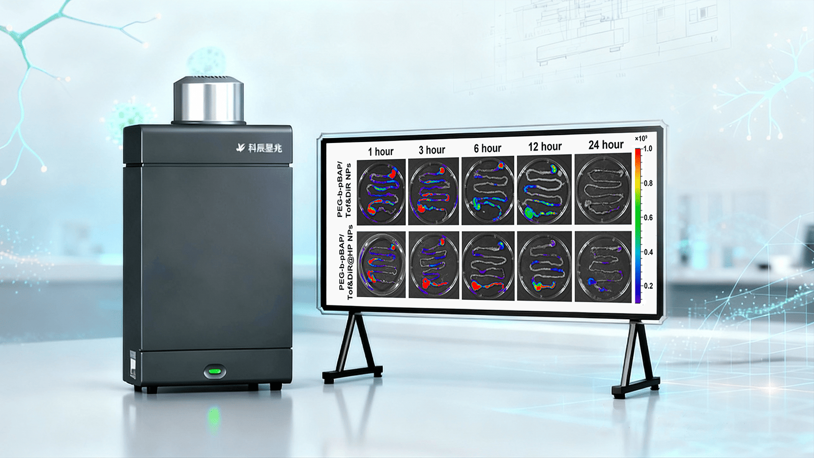 科辰星飞小动物活体成像系统助力溃疡性结肠炎治疗的新突破