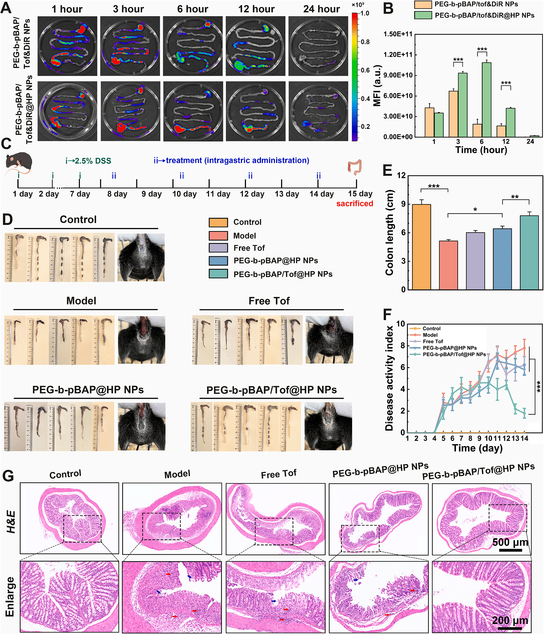 利用小动物活体成像系统对口服给药后的小鼠消化道进行离体荧光成像，展示了药物在结肠的精准富集