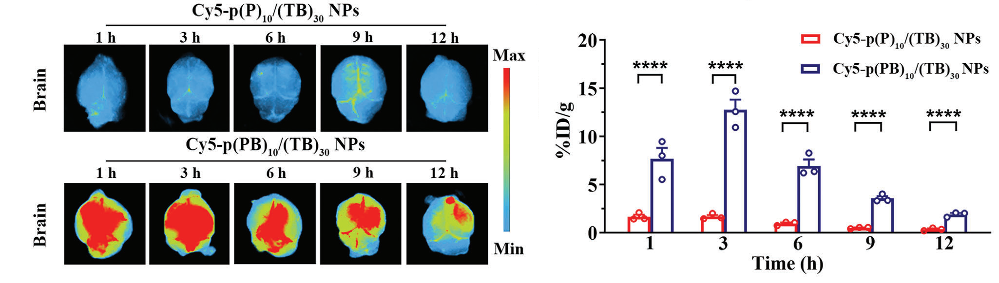 论文中展示纳米药物在小鼠脑部富集的活体荧光成像图