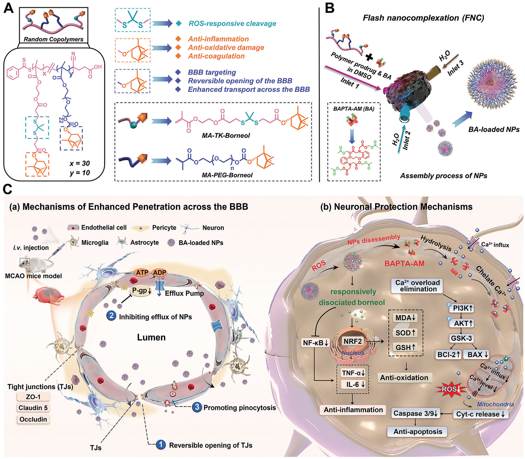论文中关于新型纳米药物递送系统治疗缺血性中风的机制示意图