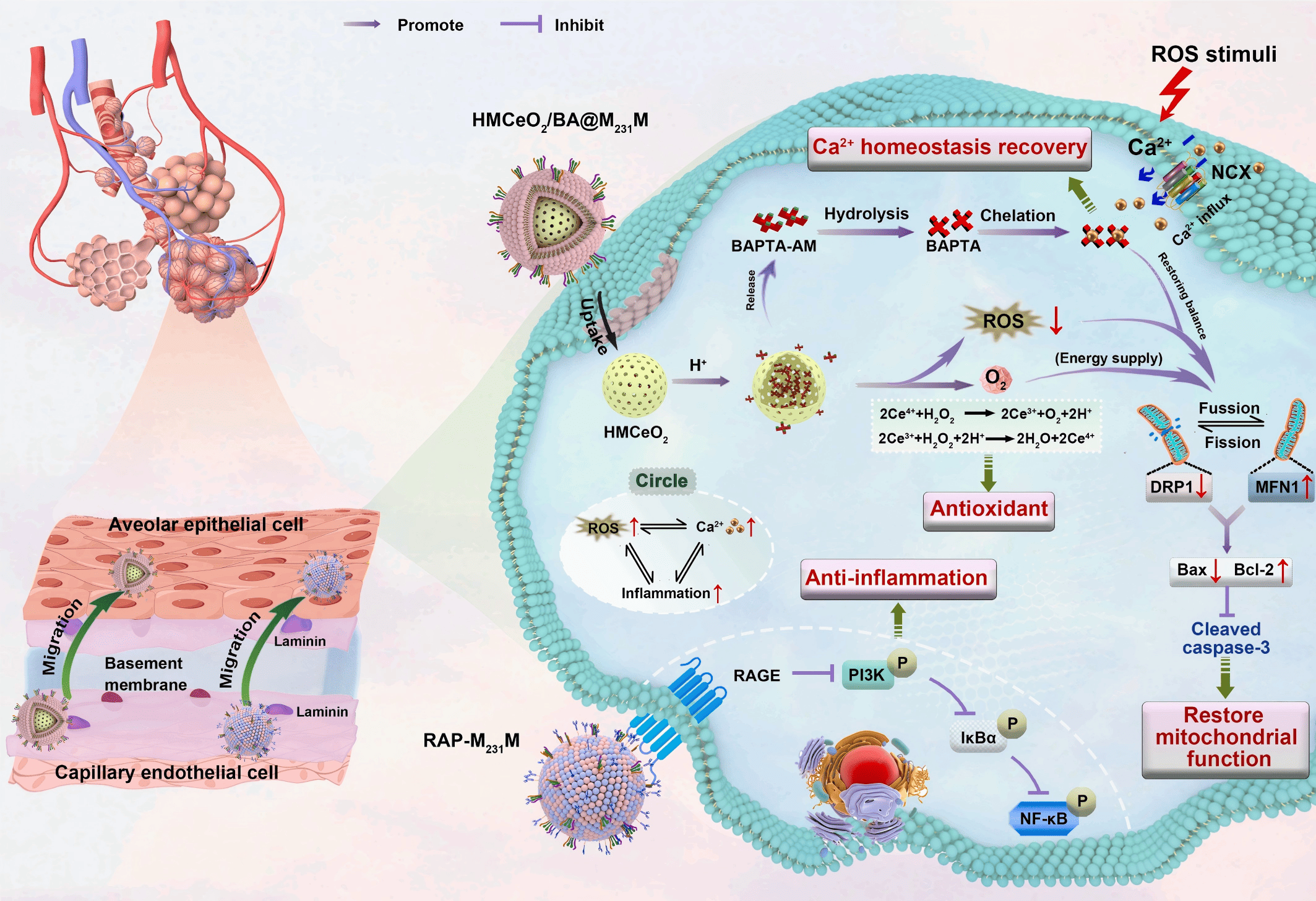 研究提出的双重纳米平台诊疗机制示意图