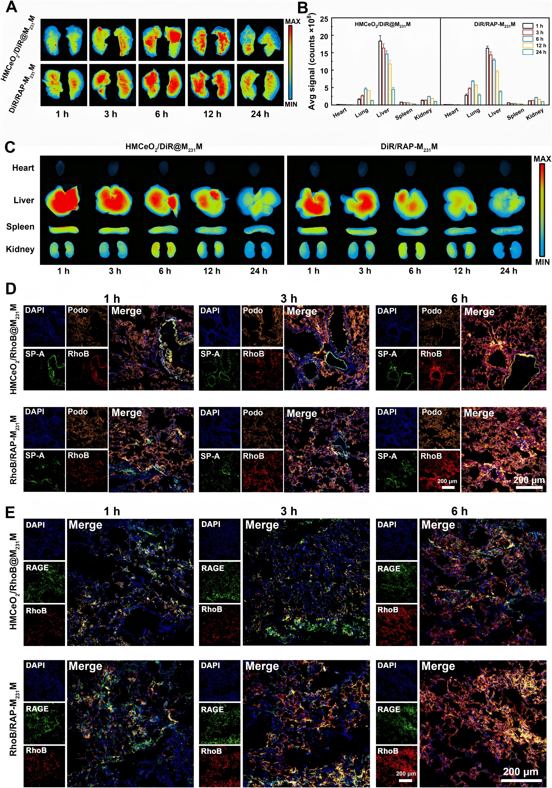 基于科辰星飞成像系统获得的离体器官生物分布图及定量数据