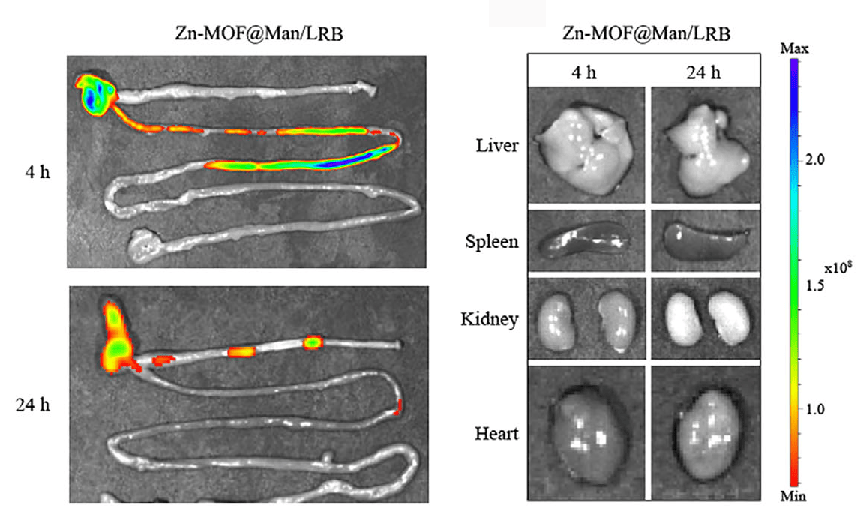利用小动物活体成像系统观察到新型纳米药物在小鼠器官中的分布,荧光信号在24小时后显著富集于肠道