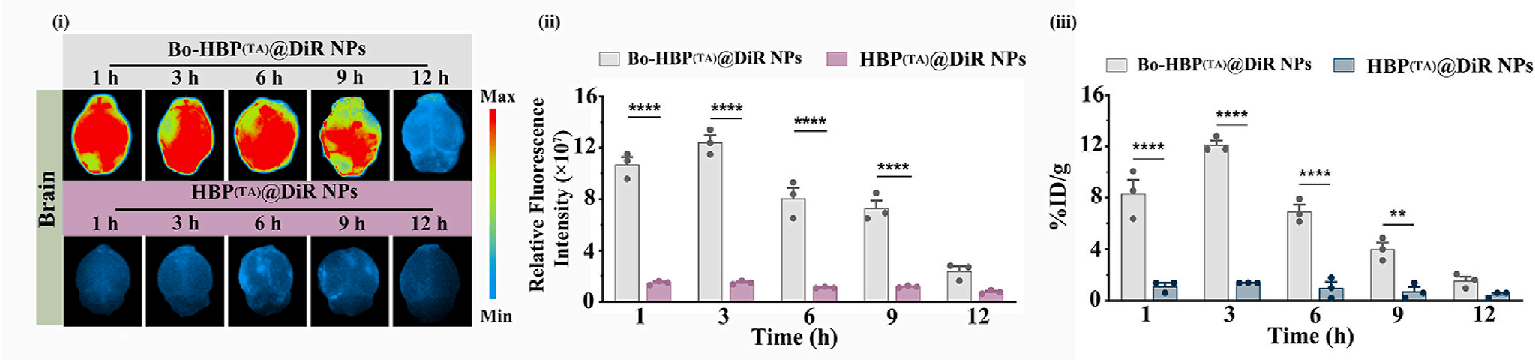 研究中利用小动物活体成像系统追踪到的纳米药物在小鼠脑部富集的荧光图像